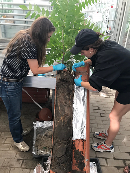 Taking exudate samples in the TreeD root interaction experiment in 2020 (Photograph: Sylvia Haider)