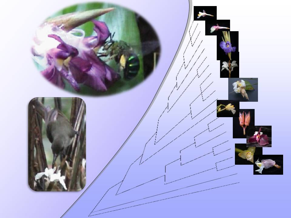 Marantaceae Marantaceae