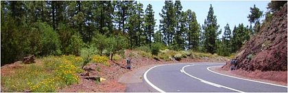 Invasive California poppy (Eschscholzia californica) on Teneriffa