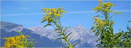 Invasive Kanadische Goldrute (Solidago canadensis) im Wallis, Schweiz