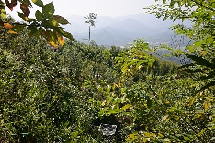 BEF-China Site A 16.09.2014