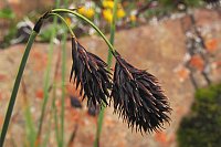 Carex atrofuscoides K.T.Fu - eine typische Art des stlichen Qinghai-Tibetischen Hochlands, China, Sichuan, Foto: S. Gebauer