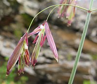 Littledalea racemosa Keng. Image: N. Tkach