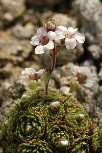 Saxifraga pubescens subsp. iratiana. Image: M. Rser