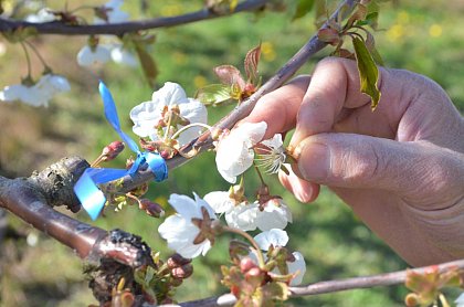 Cherry pollination experiment in one of the orchards in Saxony-Anhalt in 2020 (Photograph: Robert Paxton)