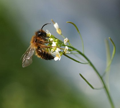 Wildbiene auf Arabidopsis thaliana