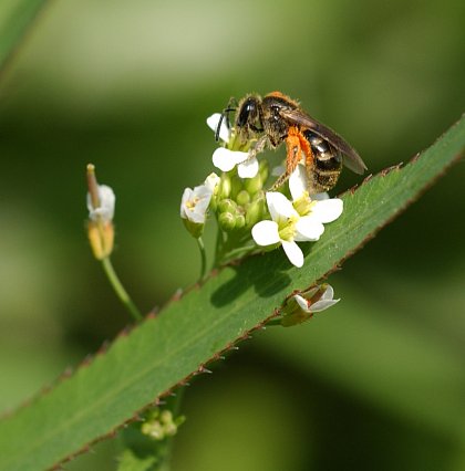 Andrena flavipes (?) auf Arabidopsis thaliana