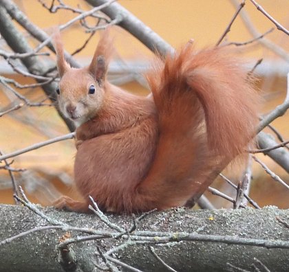 Europisches Eichhrnchen (Foto: M. H. Hoffmann)