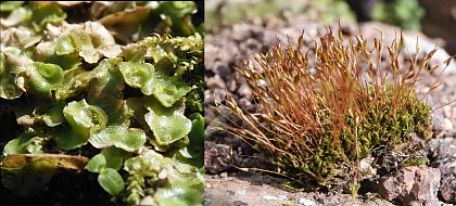 Lunularia cruciata (Mondbechermoos) und Ceratodon purpureus (Purpurstieliges Hornzahnmoos) 