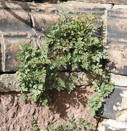 Asplenium ruta-muraria (Mauerraute)