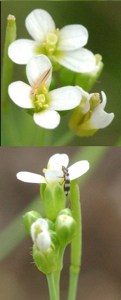 Thripse (Thysanoptera) auf bzw. in den Blten von Arabidopsis thaliana. Oben wahrscheinlich Frankliniella occidentalis, unten Aeolothrips intermedius