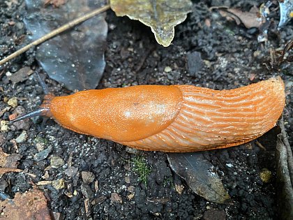 Spanische Wegschnecke