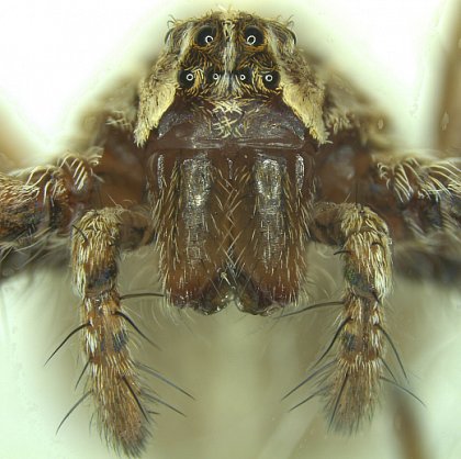 Listspinne (Pisaura mirabilis)